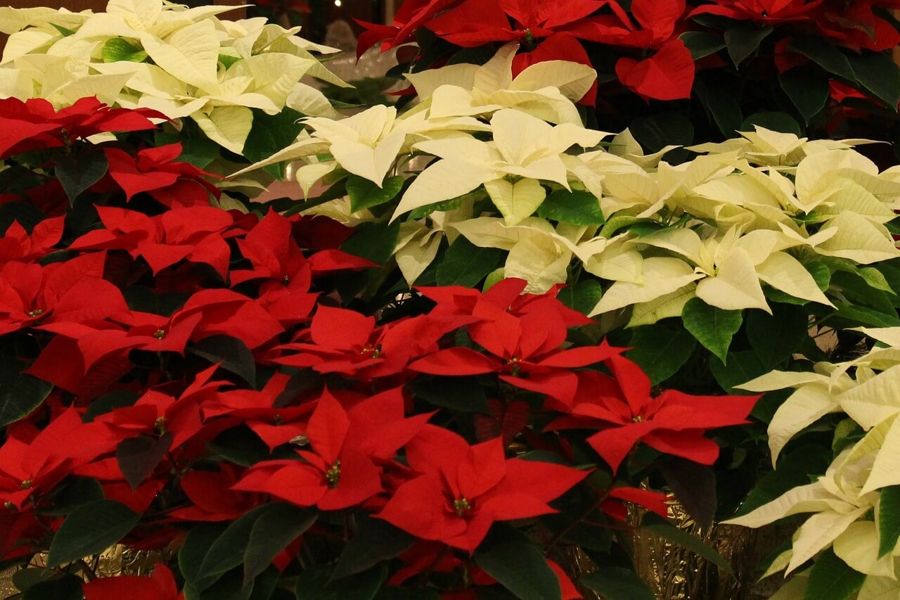 Poinsettias